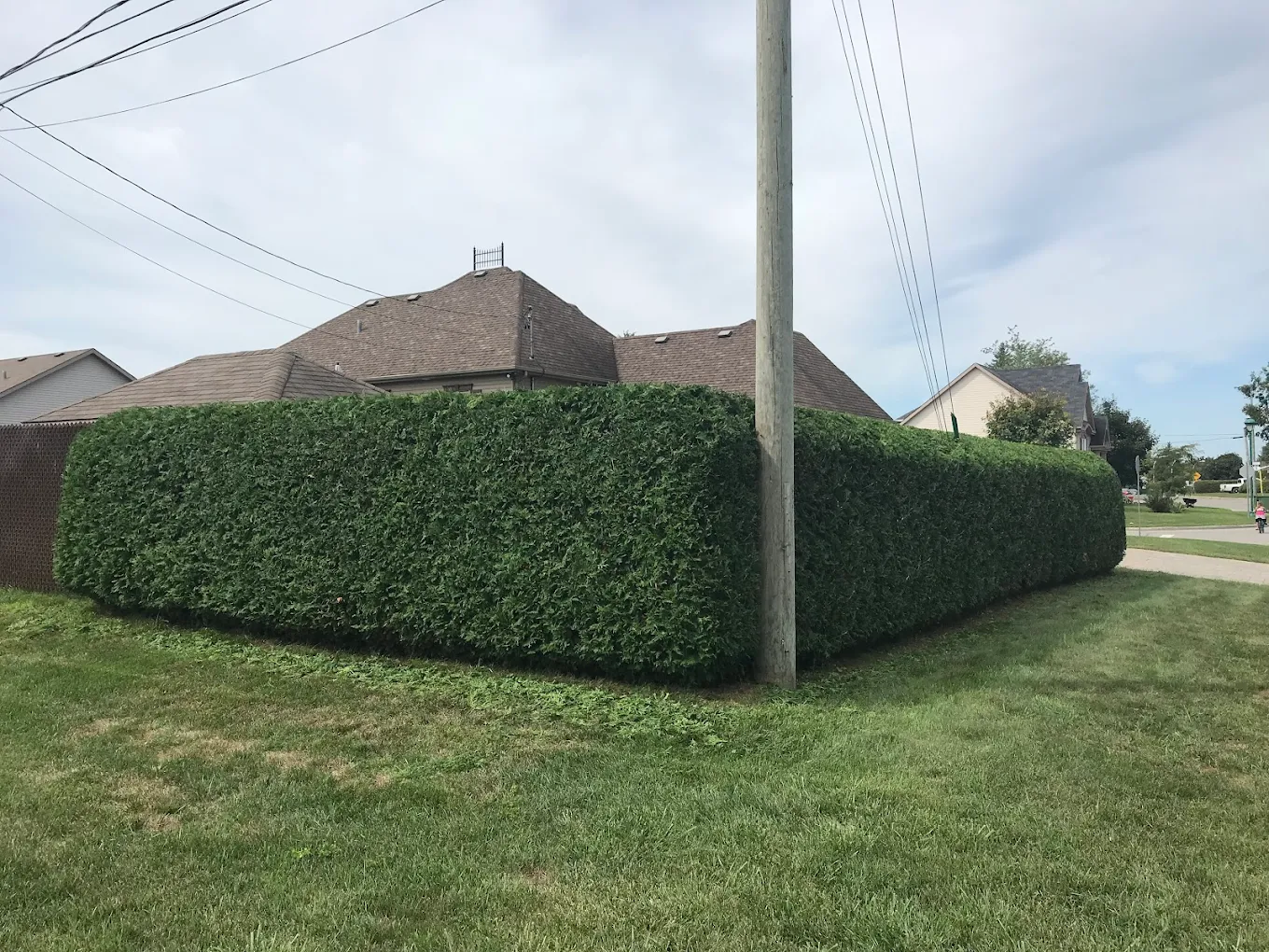 Taille artistique de haies